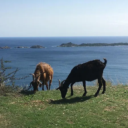 Abba Arrubia * Camisa